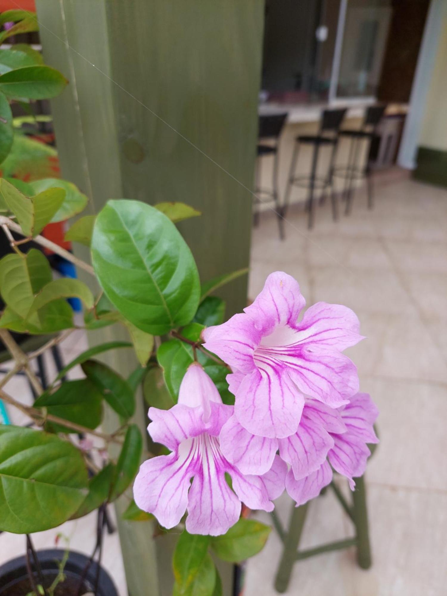 דירות Florianópolis Jurere Cobertura 400M Do Mar Vista Linda חדר תמונה